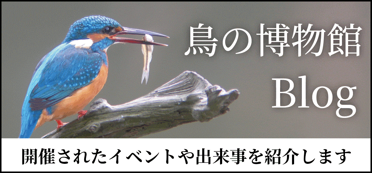 鳥の博物館ブログ