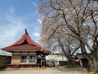 日秀観音の桜1