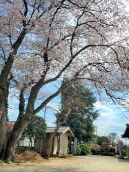 日秀観音の桜2