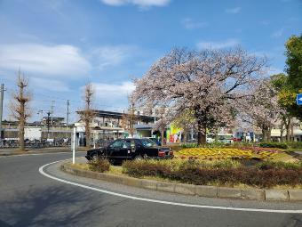 湖北駅南口の桜2