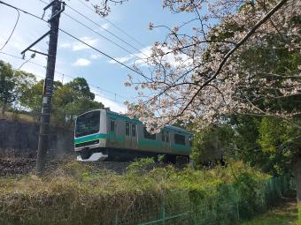 宮ノ森公園の桜2