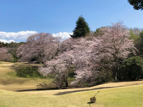 フェアウエイの桜の写真