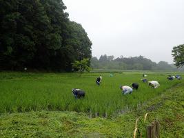 草取り2回目