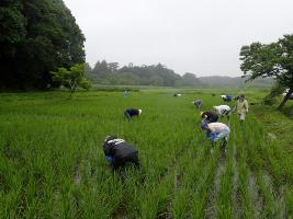 草取り2回目