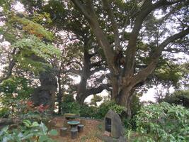 邸内から見た三樹荘の樹木